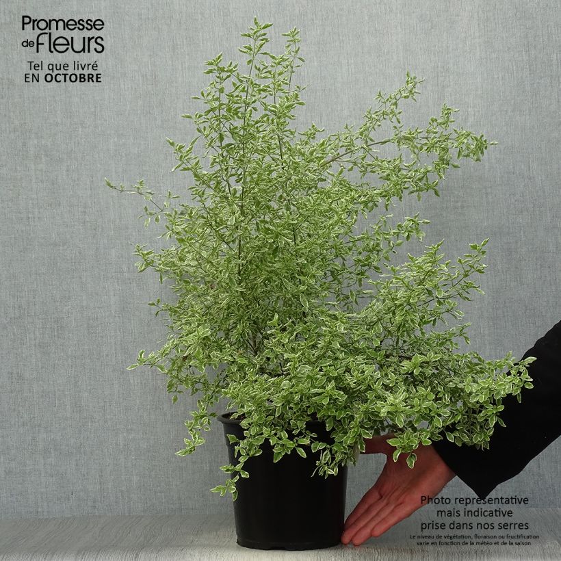 Ejemplar de Prostanthera rotundifolia Variegata Maceta 4L/5L entregado en otoño