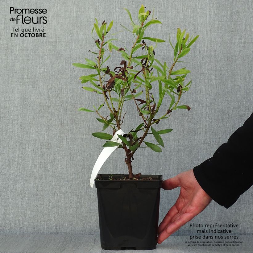 Ejemplar de Protea Clark's Red Maceta 4L/5L entregado en otoño