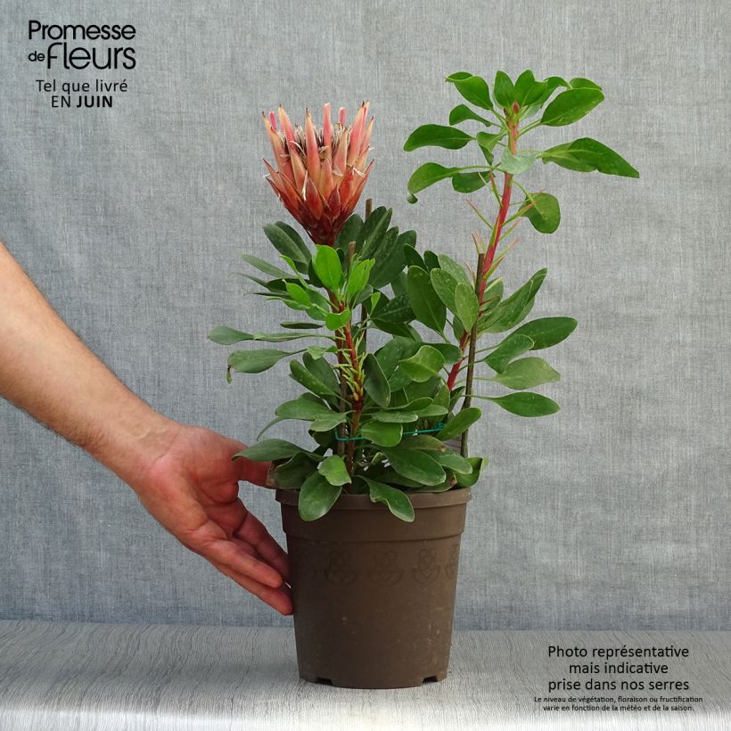 Ejemplar de Protea cynaroides Little Prince - Protea rey Maceta 2L/3L entregado en verano