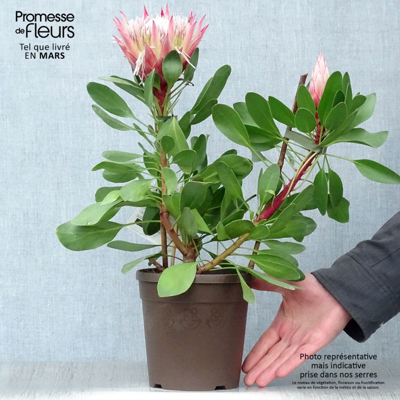 Protea cynaroides Little Prince - Protea rey Maceta 2L/3L Ejemplar entregado en la primavera