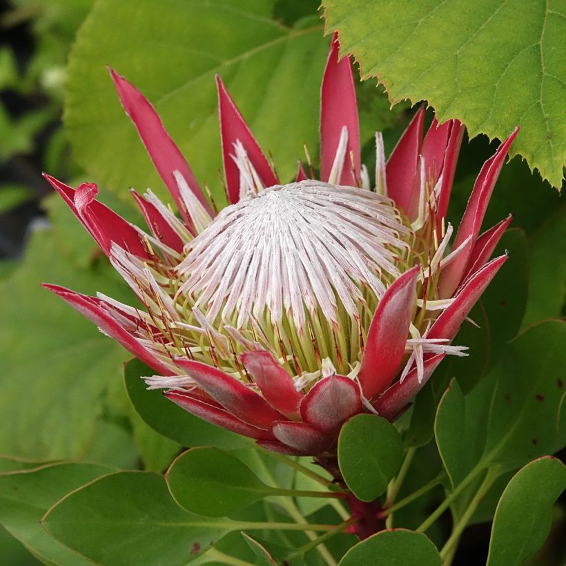 Protea cynaroides Little Prince - Protea rey (Floración)