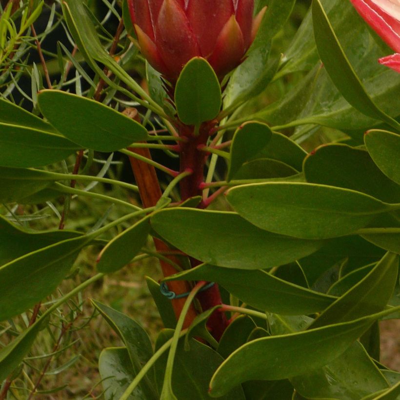 Protea Pink Crown (Follaje)