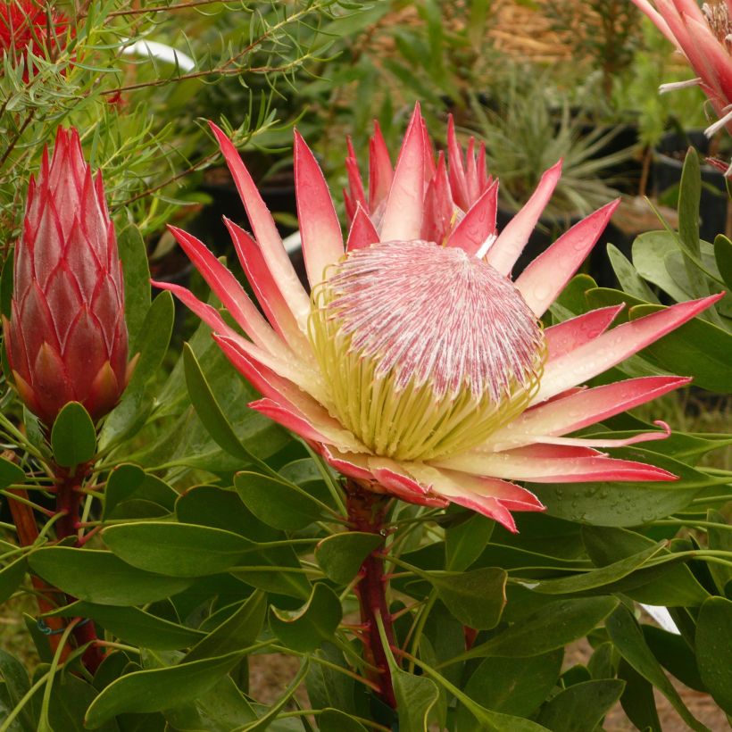 Protea Pink Crown (Floración)