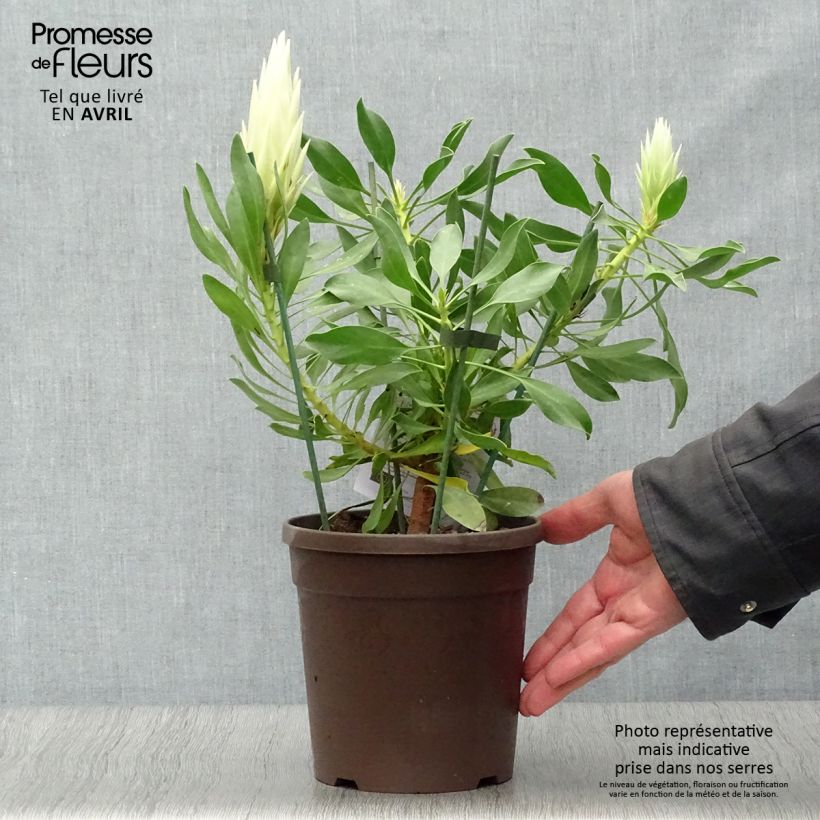 Protea cynaroides White Crown - Protea rey Maceta 2L/3L Ejemplar entregado en la primavera