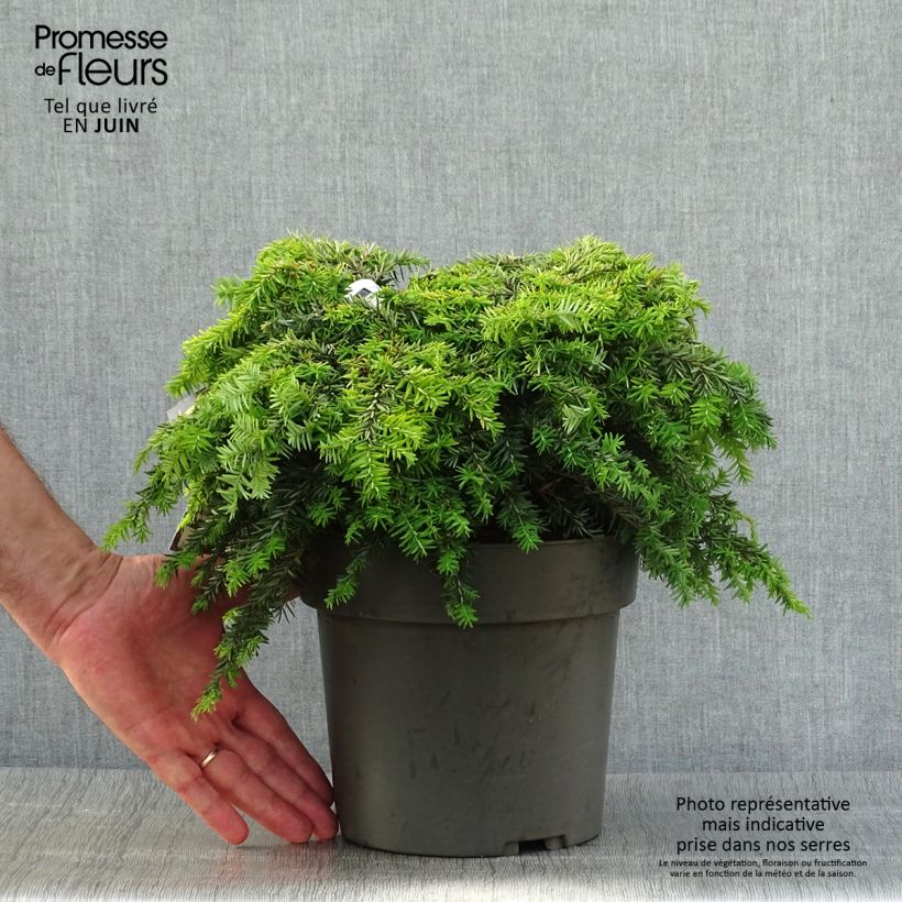 Ejemplar de Tsuga canadensis Nana - Falso abeto del Canadá Maceta 3L/4L entregado en verano