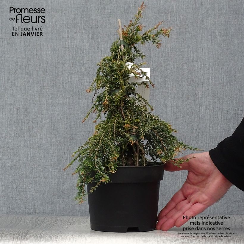 Tsuga canadensis Pendula - Falso abeto del Canadá Maceta 2L/3L Ejemplar entregado en invierno