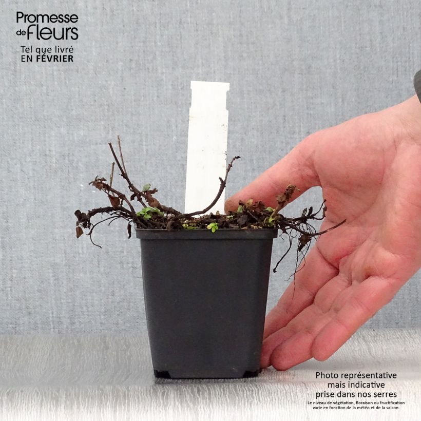 Prunella grandiflora Altenberg Rosa Maceta de 8/9 cm Ejemplar entregado en invierno