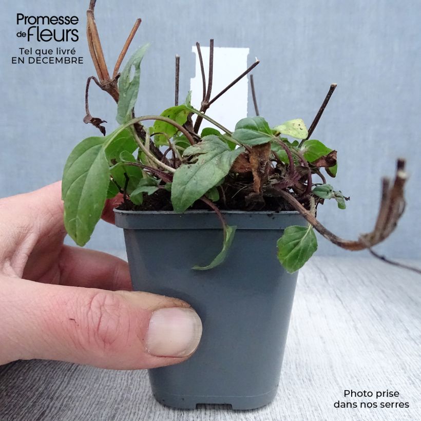 Prunella grandiflora Bella Deep Rose Maceta de 7/8 cm Ejemplar entregado en invierno