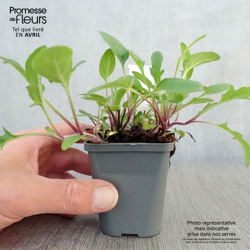 Prunella grandiflora Bella Deep Rose Maceta de 7/8 cm Ejemplar entregado en la primavera