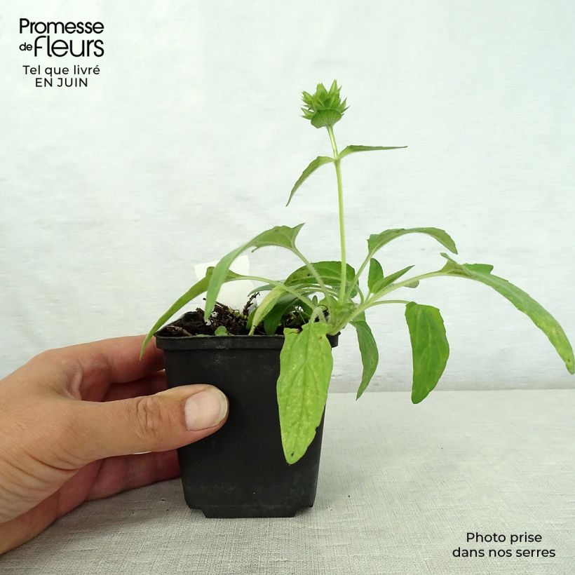 Ejemplar de Prunella grandiflora White Loveliness Maceta de 8/9 cm entregado en verano
