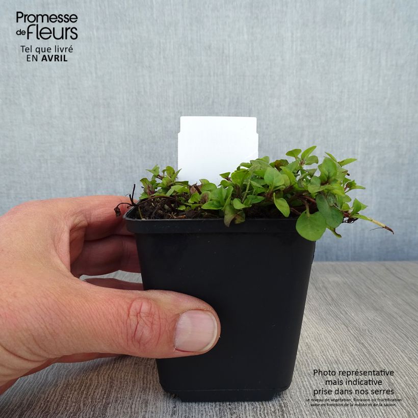 Prunella vulgaris - Consuelda menor Maceta de 8/9 cm Ejemplar entregado en la primavera