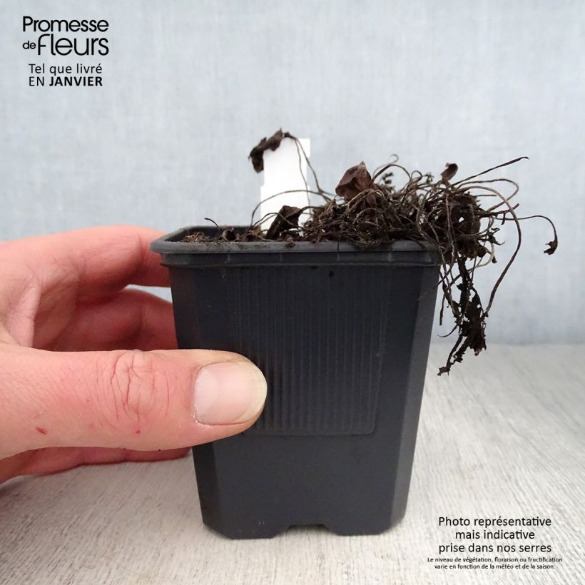 Prunella webbiana Rosea Maceta de 8/9 cm Ejemplar entregado en invierno