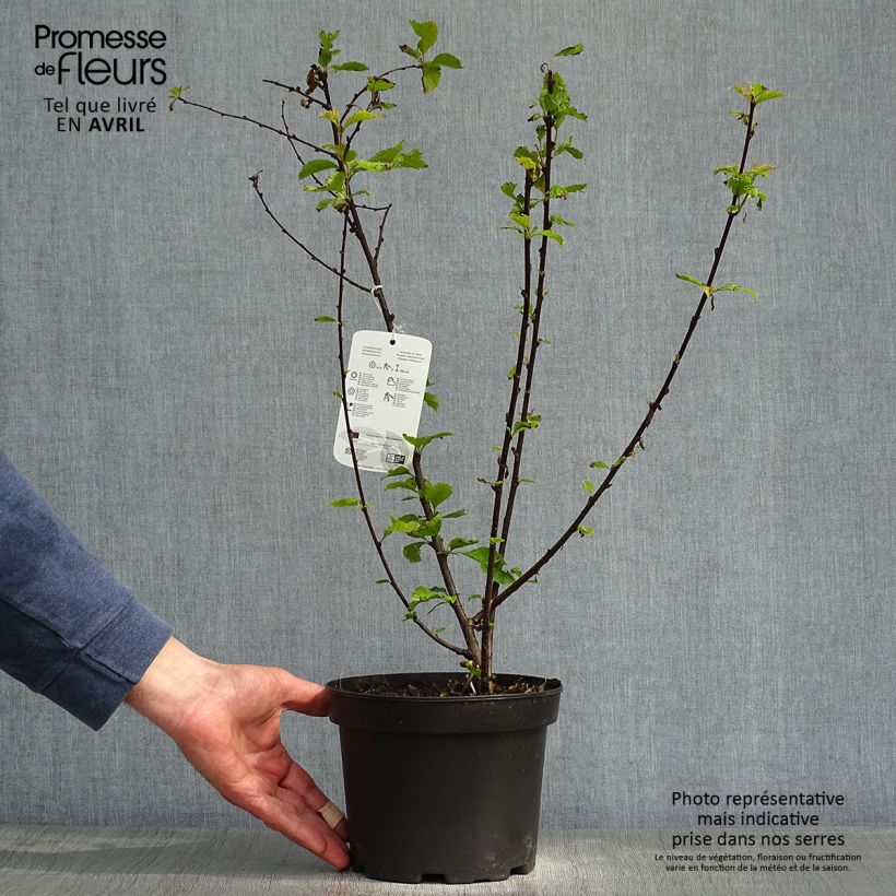 Endrino - Prunus spinosa Maceta 3L/4L Ejemplar entregado en la primavera