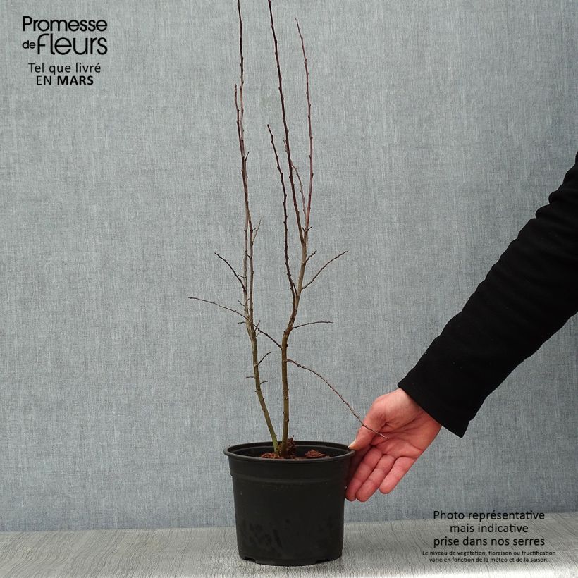 Endrino - Prunus spinosa Maceta 2L/3L Ejemplar entregado en invierno