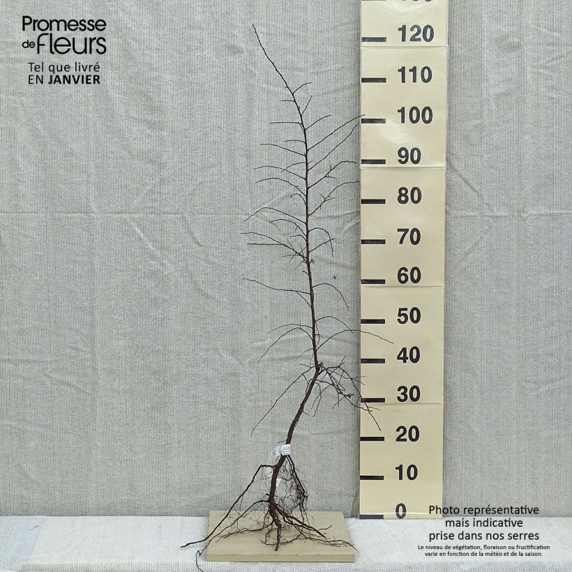 Endrino - Prunus spinosa Raíces desnudas Ejemplar entregado en invierno