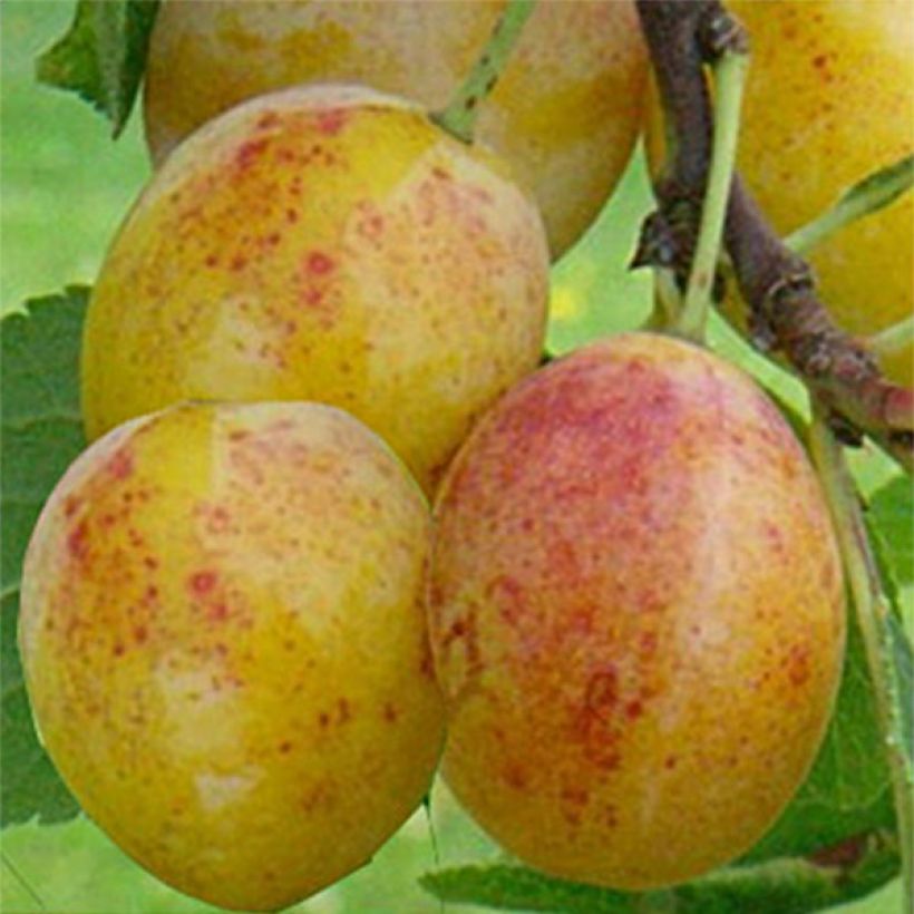 Ciruelo mirabel Mirabelle de Metz (Cosecha)
