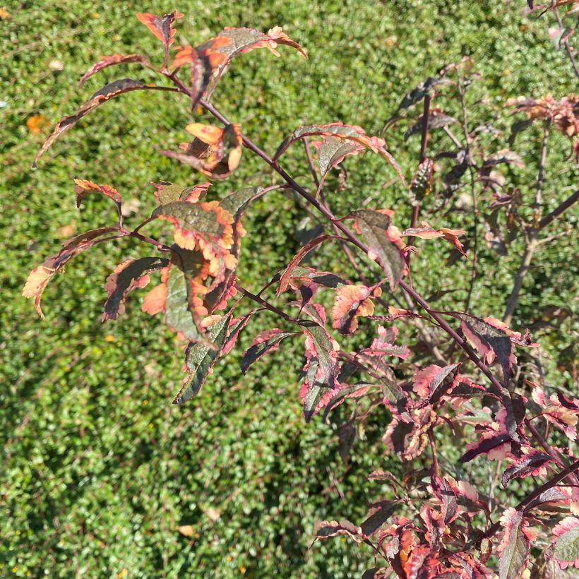 Prunus cerasifera Hessei - Ciruelo de jardín (Follaje)