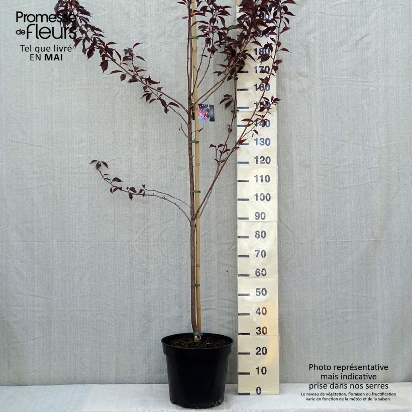Cerezo japonés Royal Burgundy - Prunus serrulata Maceta 12L/15L Ejemplar entregado en la primavera