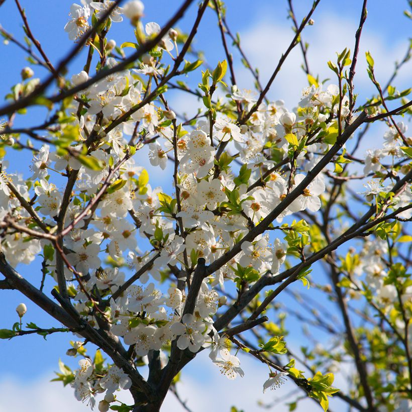 Prunus cerasifera Złoty Obłok - Ciruelo de jardín (Floración)