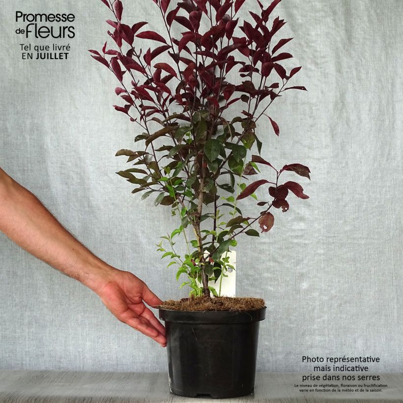 Ejemplar de Prunus cistena - Cerezo de arena hoja púrpura Maceta 4L/5L entregado en verano