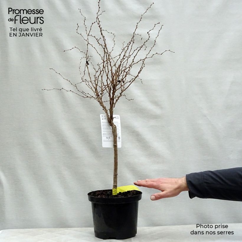 Cerezo enano Japonés Kojo no mai - Prunus incisa Maceta 4L/5L Ejemplar entregado en invierno