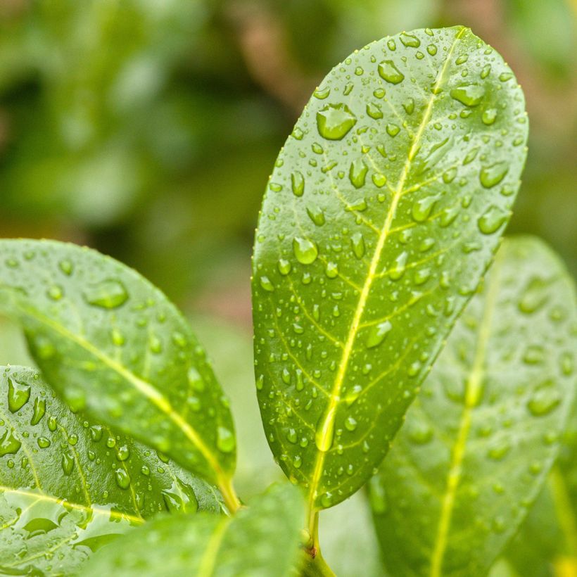 Laurel cerezo Ani - Prunus laurocerasus (Follaje)