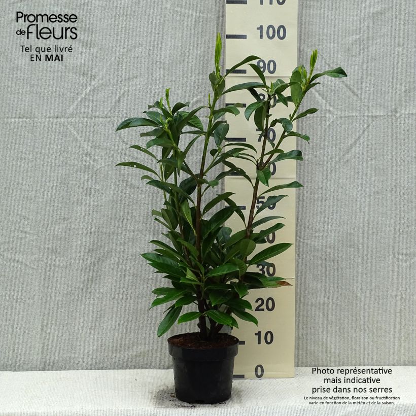 Laurel cerezo Caucasica - Prunus laurocerasus Maceta 3L/4L Ejemplar entregado en la primavera