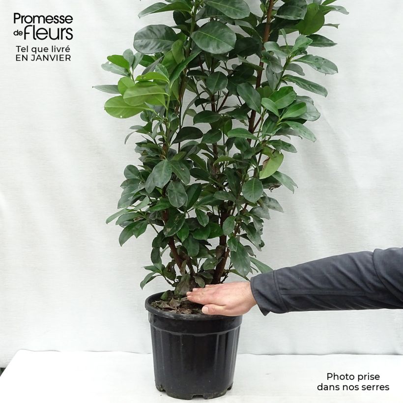 Laurel cerezo Etna - Prunus laurocerasus Maceta 4L/5L Ejemplar entregado en invierno