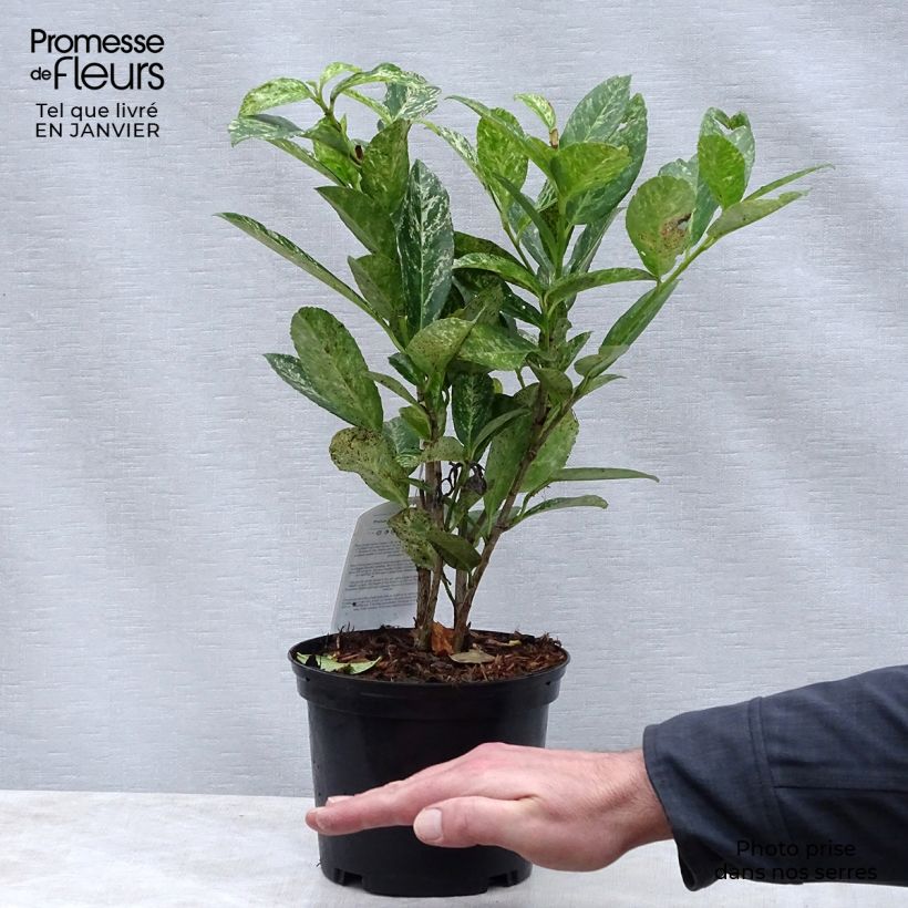 Laurel cerezo Marbled White - Prunus laurocerasus Maceta 2L/3L Ejemplar entregado en invierno