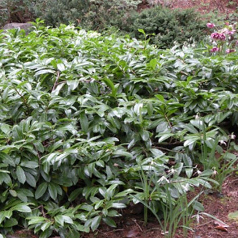 Laurel cerezo Mount Vernon - Prunus laurocerasus (Porte)