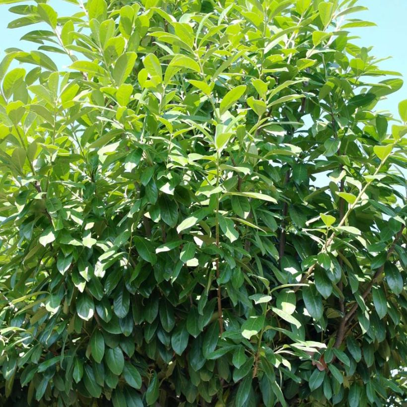 Laurel cerezo Novita - Prunus laurocerasus (Porte)