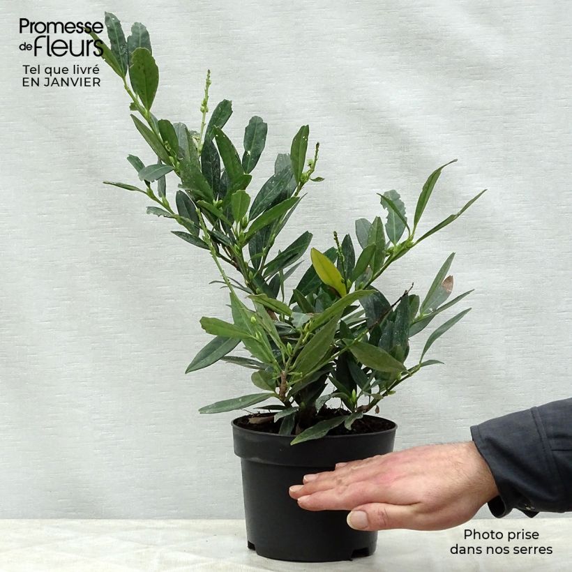 Laurel cerezo Otto Luyken - Prunus laurocerasus Maceta 2L/3L Ejemplar entregado en invierno