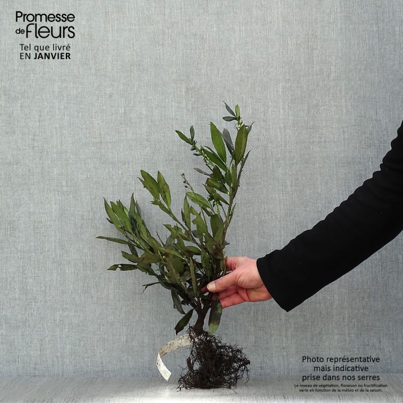Laurel cerezo Otto Luyken - Prunus laurocerasus Raíces desnudas Ejemplar entregado en invierno