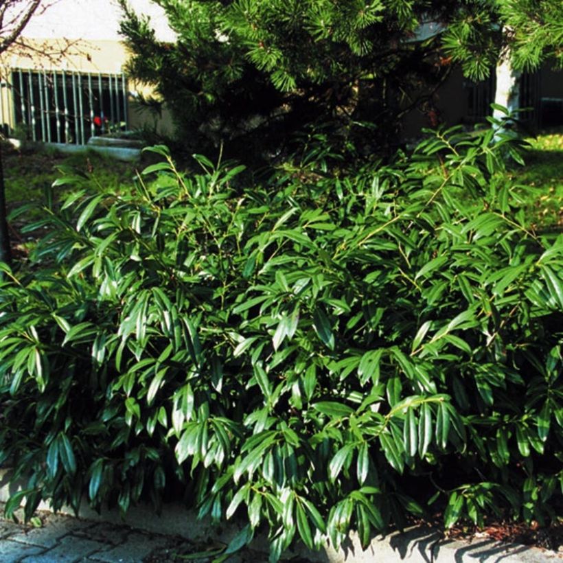 Laurel cerezo Zabeliana - Prunus laurocerasus (Porte)