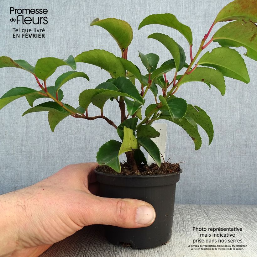 Laurel portugués subsp. azorica Tico - Prunus lusitanica Maceta de 8/9 cm Ejemplar entregado en invierno