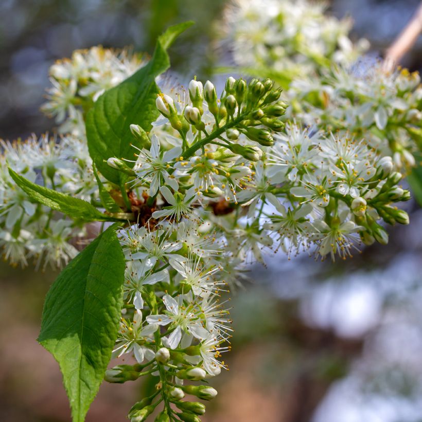 Prunus maackii Amber Beauty - Cerezo de Manchuria (Floración)