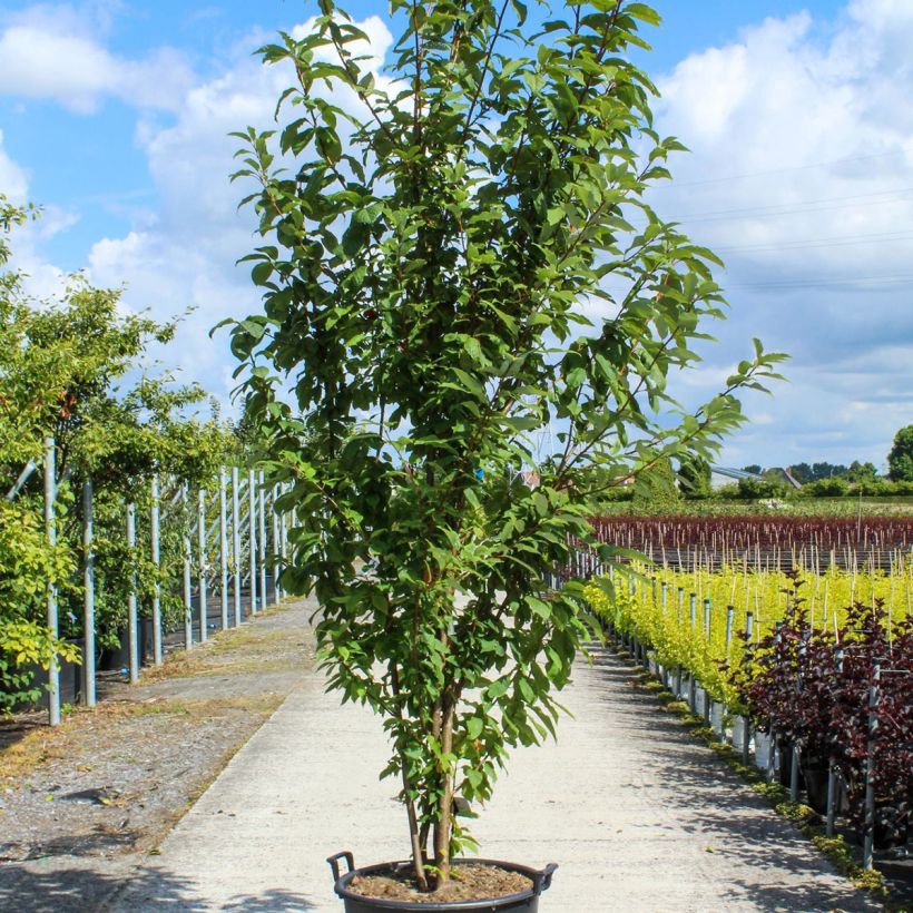 Prunus padus - Cerezo de racimos Contenedor 80L/90L Ejemplar entregado en la primavera