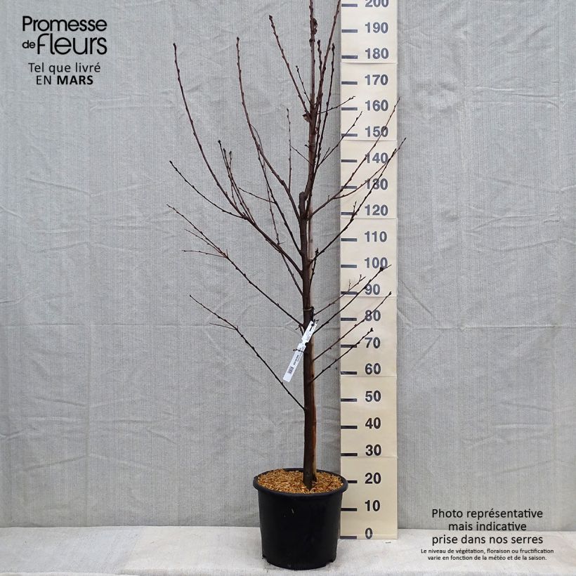 Prunus padus Le Thoureil - Cerezo de racimos Maceta 12L/15L Ejemplar entregado en invierno