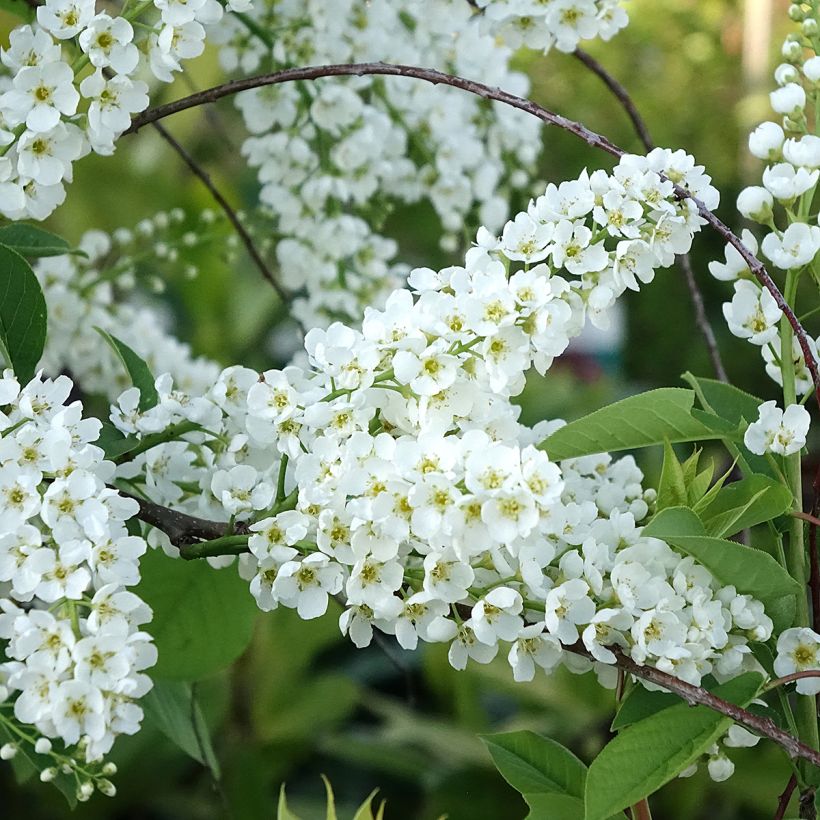 Prunus padus Le Thoureil - Cerezo de racimos (Floración)