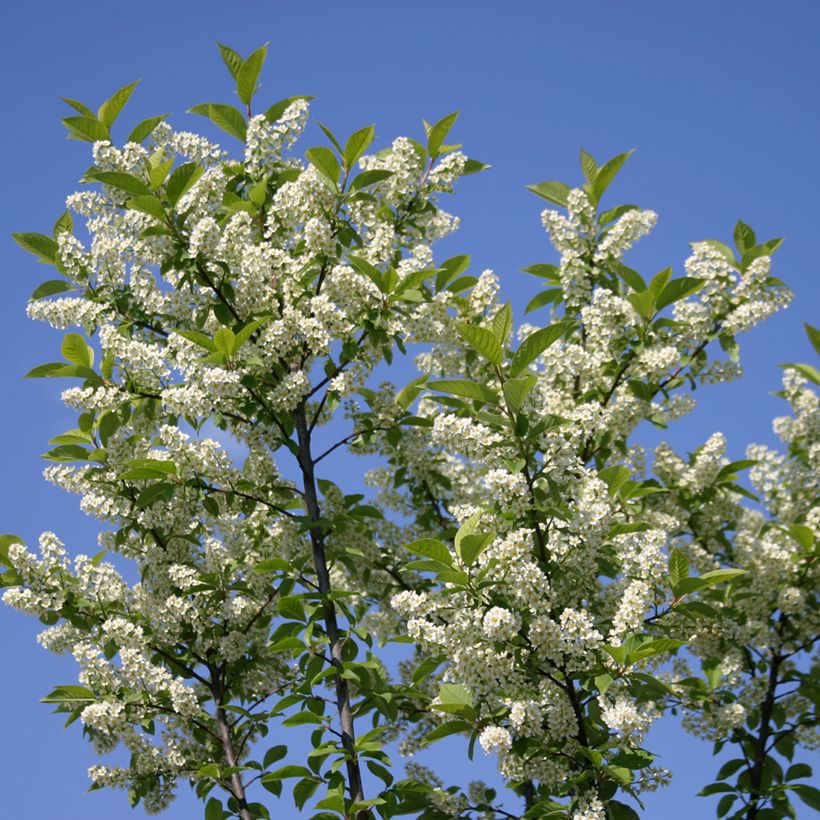 Prunus padus Nana - Cerezo de racimos (Floración)