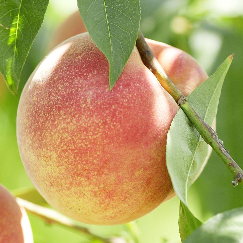 Melocotonero de viña blanca (Cosecha)