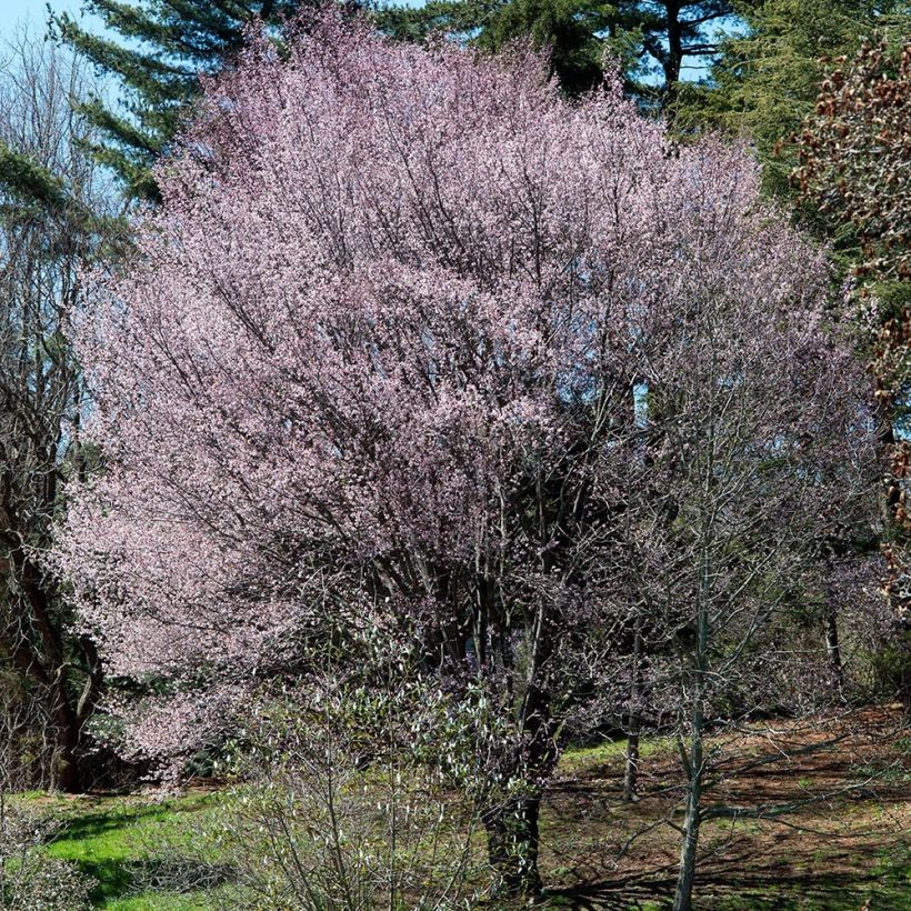 Prunus sargentii - Cerezo japonés (Porte)