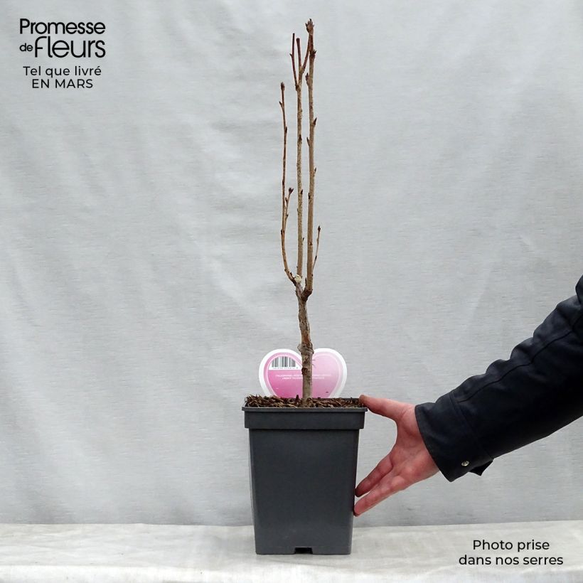 Cerezo japonés Amanogawa - Prunus serrulata Maceta 4L/5L Ejemplar entregado en la primavera