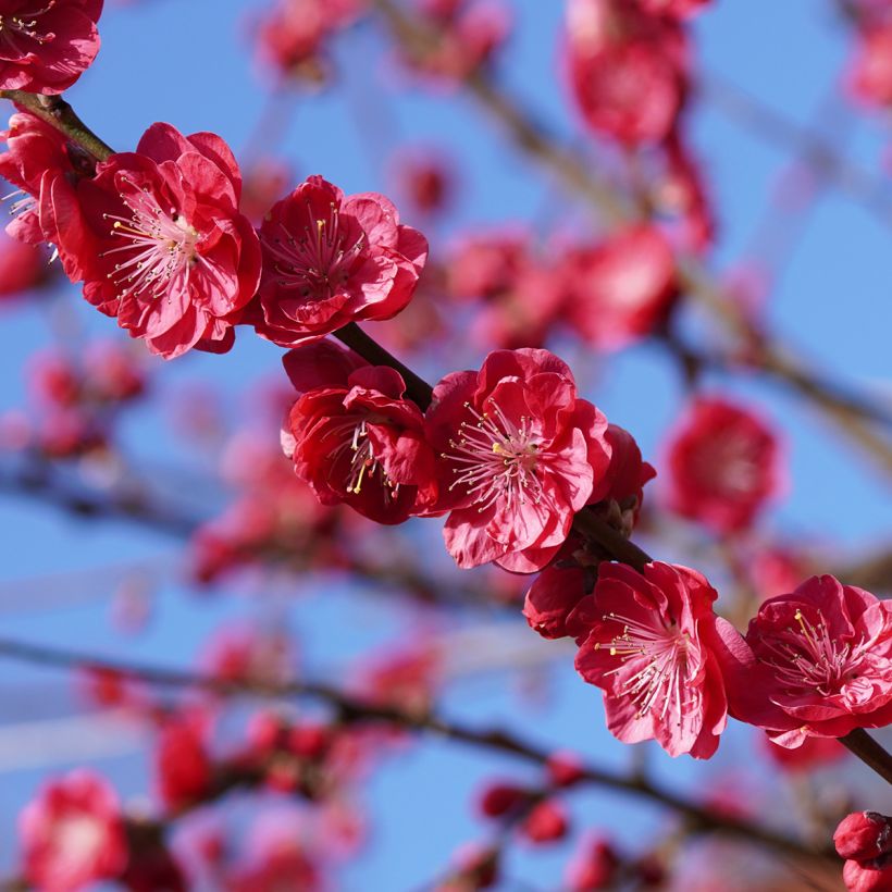 Prunus persica Melred Weeping (Floración)