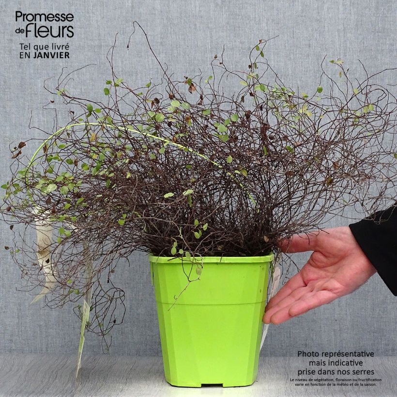 Pseudanthus tasmanicus Radiance Maceta 4L/5L Ejemplar entregado en invierno