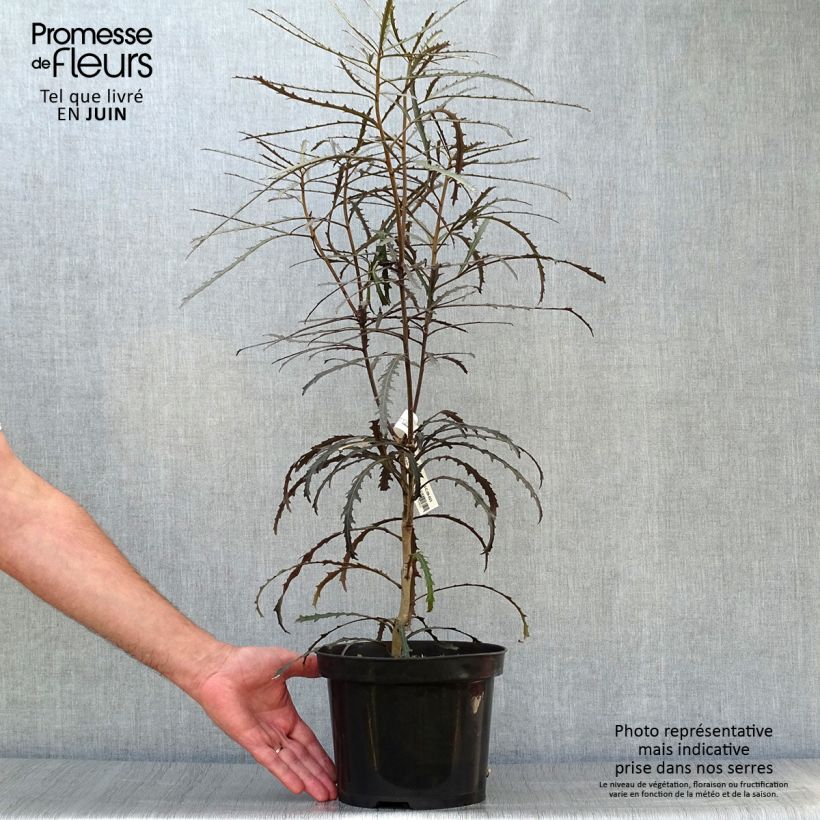 Ejemplar de Pseudopanax Bronze Eagle Maceta 3L/4L entregado en verano