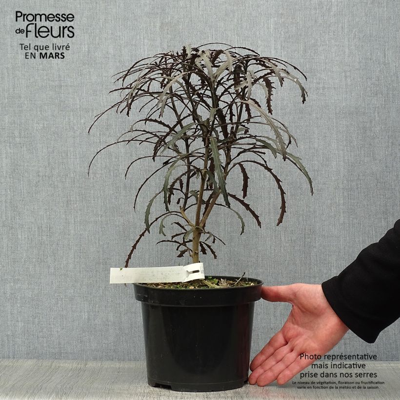 Pseudopanax Bronze Eagle Maceta 3L/4L Ejemplar entregado en la primavera