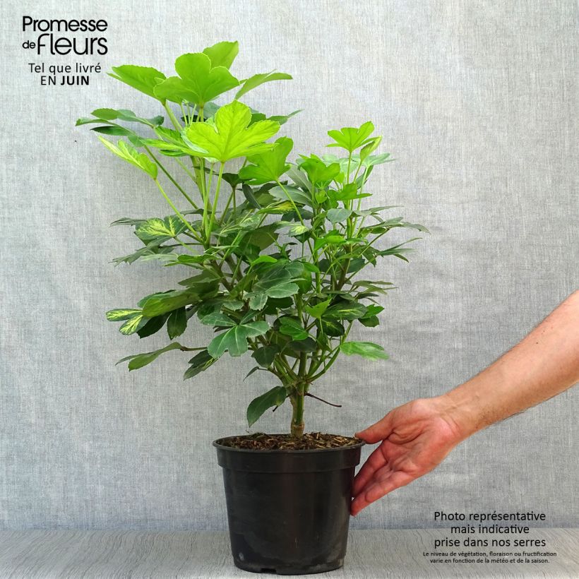 Ejemplar de Pseudopanax Gecko Gold Maceta 3L/4L entregado en verano