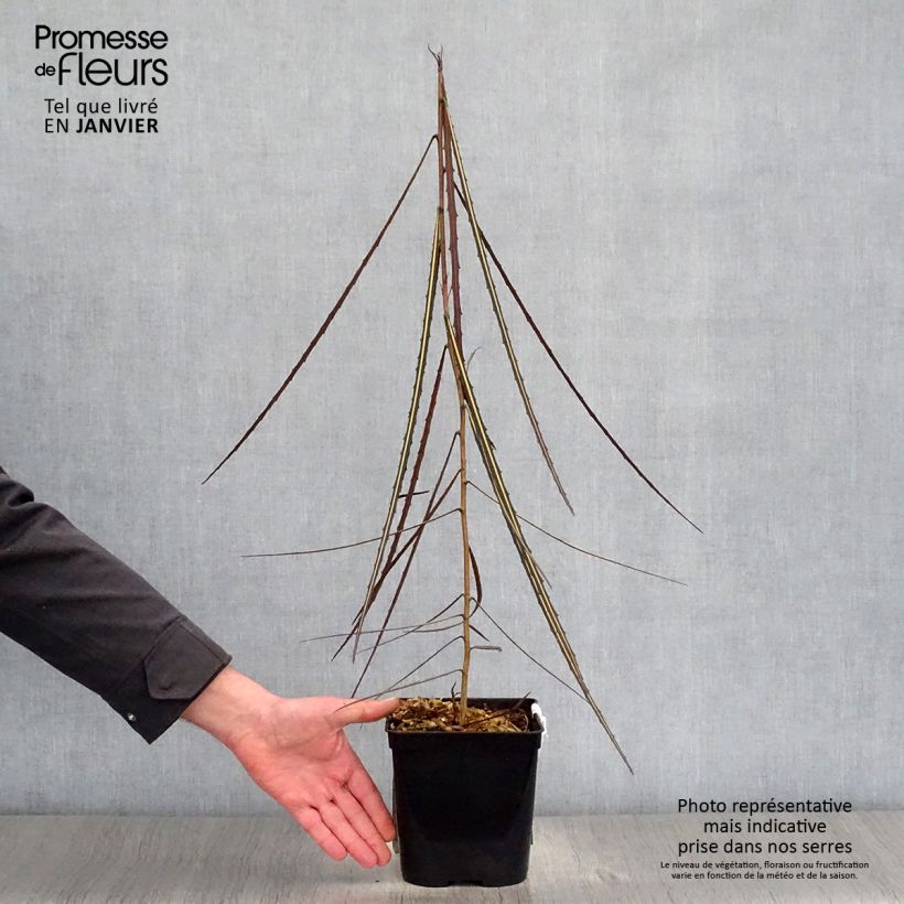 Pseudopanax crassifolium Maceta 2L/3L Ejemplar entregado en invierno