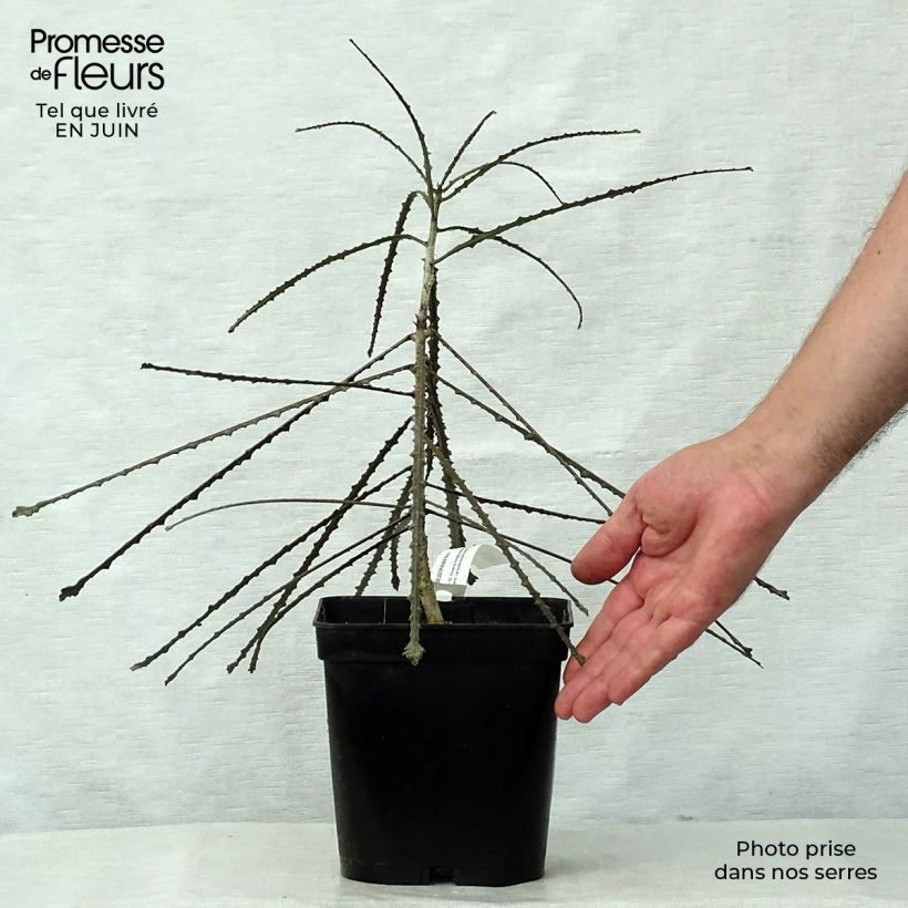 Ejemplar de Pseudopanax ferox - Árbol lanza dentado Maceta 2L/3L entregado en verano